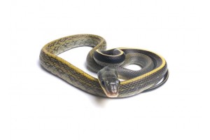 Elaphe (Orthriophis) taeniura grabowskyi